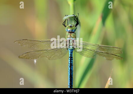 Erwachsene männliche Kaiser Dragonfly (Anax imperator) hängen an ein Rohr Stammzellen Stockfoto