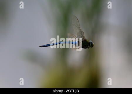 Kaiser dragonfly Anax imperator) im Flug Stockfoto