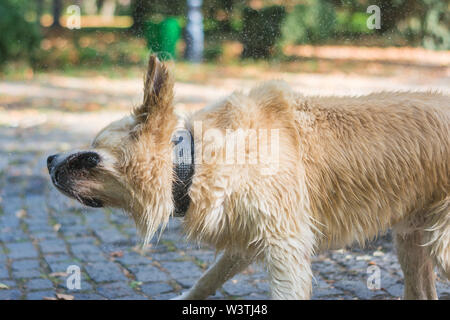 Weiß Golden Retriever schüttelte das Wasser nach dem Spielen in einem Brunnen Stockfoto