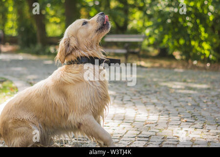 Golden Retriever ist fertig nach Spielen im Wasser zu springen Stockfoto