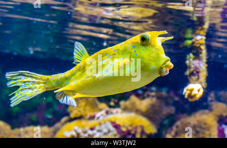 Nahaufnahme eines Longhorn Kuh Fisch, lustig, tropischen Fischen Spezies aus dem Indo-Pazifischen Ozean Stockfoto