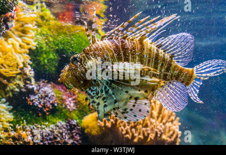 Nahaufnahme eines Red Lion fish in Nahaufnahme, große tropische Fische specie aus dem Indo-Pazifischen Ozean Stockfoto