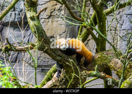 Nahaufnahme von einem Roten Panda Verlegung in einen Baum, gefährdete Tierart aus Asien Stockfoto