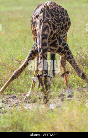 Verschiedene Wildtiere sind in der Serengeti, Tansania, Afrika einschließlich Elefanten, Zebras, Nilpferde, Vögel, Gnus, Nilkrokodile, Adler und Leoparden gesehen. Stockfoto