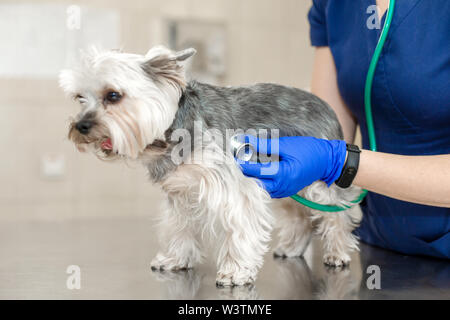 Schöne Arzt Tierarzt kleinen niedlichen Hund Rasse Yorkshire Terrier mit einem Stethoskop in einer Tierklinik. Glücklicher Hund auf ärztliche Untersuchung. Verschwommen hinterg Stockfoto