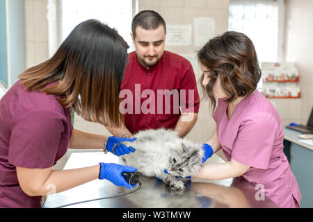 Eine junge weibliche Anästhesist, einem Tierarzt, schneidet sich die Pfote mit einer Schreibmaschine, bevor sie einen Katheter in eine Katze vor der Operation. Ein Assistent ist gedrückt Stockfoto