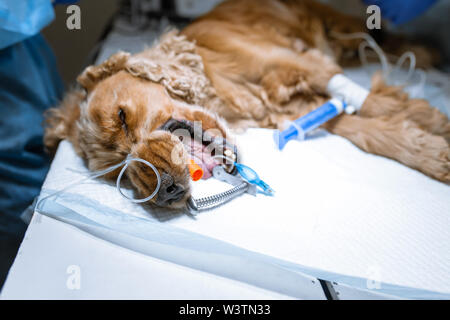 Ein Tierarzt Chirurg Bürsten der Zähne seines Hundes unter Anästhesie auf dem OP-Tisch. Hygiene der Mundhöhle bei Hunden. Zahnarzt Tierarzt behandelt teet Stockfoto