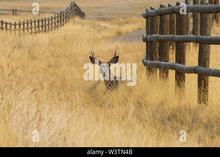 Ein Bock legt im hohen Gras auf einer Herbst Tag Stockfoto