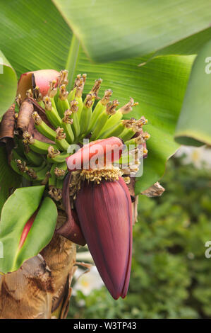 Eine Banane Blume ist eine genießbare Früchte produziert durch mehrere große, blühende Pflanzen im Musa Gattung. Stockfoto
