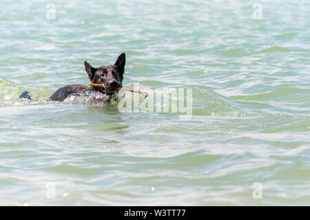 Ein schwarzer Schäferhund Schwimmen in den Plattensee in Ungarn, Europa an einem Sommertag. Stockfoto