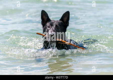 Ein schwarzer Schäferhund Schwimmen in den Plattensee in Ungarn, Europa an einem Sommertag. Stockfoto