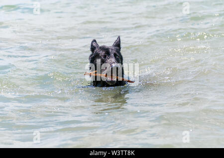 Ein schwarzer Schäferhund Schwimmen in den Plattensee in Ungarn, Europa an einem Sommertag. Stockfoto