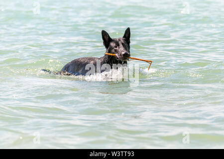 Ein schwarzer Schäferhund Schwimmen in den Plattensee in Ungarn, Europa an einem Sommertag. Stockfoto