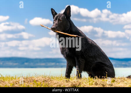 Porträt eines schwarzen Schäferhund vor dem Plattensee in Ungarn, Europa an einem Sommertag. Stockfoto