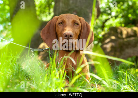 Eine schöne Ungarische Vizsla Vorstehhund sitzen im Gras an einem Sommertag. Stockfoto