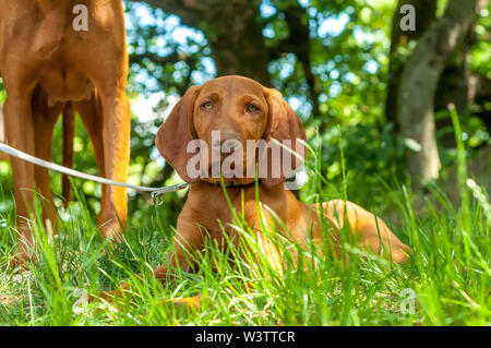 Eine schöne Ungarische Vizsla Vorstehhund sitzen im Gras an einem Sommertag. Stockfoto