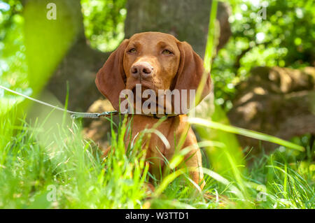 Eine schöne Ungarische Vizsla Vorstehhund sitzen im Gras an einem Sommertag. Stockfoto
