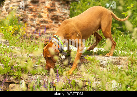 Portrait einer abenteuerlichen Ungarische Vizsla vorstehhund an einem Sommertag. Stockfoto