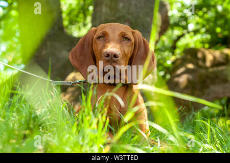 Eine schöne Ungarische Vizsla Vorstehhund sitzen im Gras an einem Sommertag. Stockfoto