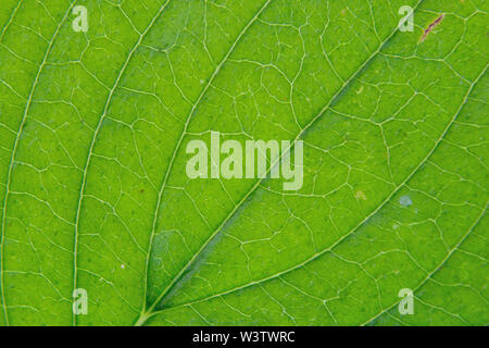 Nahaufnahme von cornus mas Blatt Stockfoto