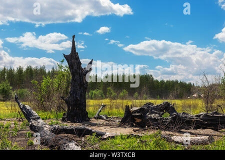 Verbranntes schwarzes krumm großes altes Eichenholz, das vom Blitz getroffen und durch Feuer in der Wiese nahe dem Kiefernwald zerstört wurde. Kraft der Elemente der Natur Stockfoto
