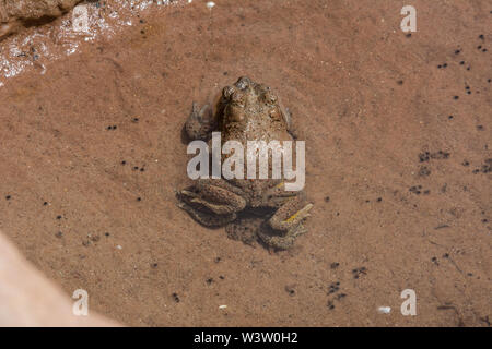 Nach rot-gepunktete Kröten (Anaxyrus punctatus) in amplexus von Mesa County, Colorado, USA. Stockfoto