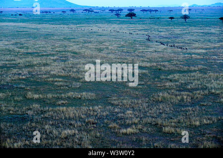 Blick auf die Serengeti Park von einem Heißluftballon Antenne Fahrt einschließlich Migration der Gnus Schuß im Juni, 2019 Stockfoto