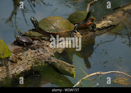 Malte Schildkröten auf log Aalen in der Sonne Stockfoto