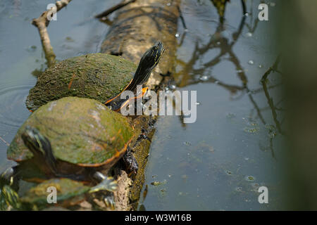 Malte Schildkröten auf log Aalen in der Sonne Stockfoto