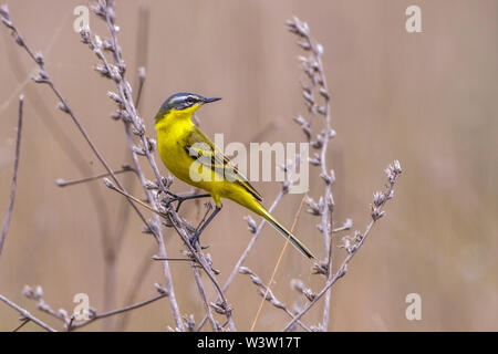 Western Schafstelze, Schafstelze (Motacilla flava) Männchen Stockfoto