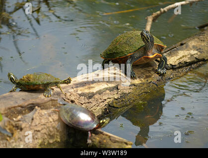 Malte Schildkröten auf log Aalen in der Sonne Stockfoto