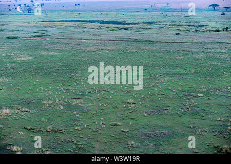 Blick auf die Serengeti Park von einem Heißluftballon Antenne Fahrt einschließlich Migration der Gnus Schuß im Juni, 2019 Stockfoto