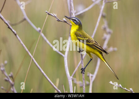 Western Schafstelze, Schafstelze (Motacilla flava) Männchen Stockfoto