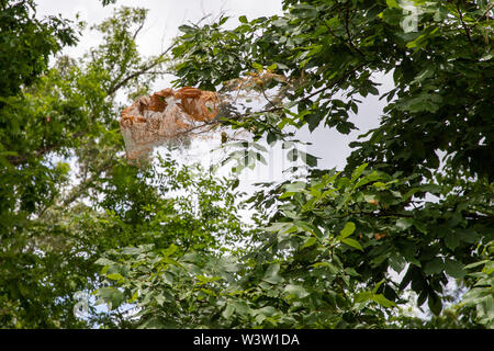 Nest im Herbst webworms in einem Baum gesponnen, mit Gurtband, Blätter, und Raupen Stockfoto