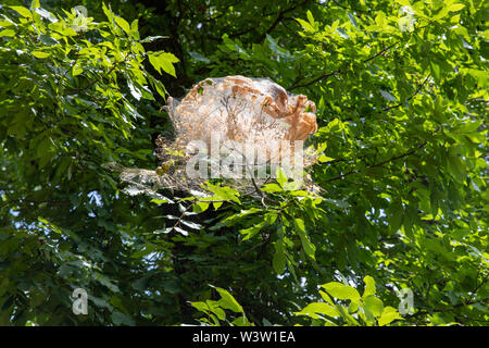 Nest im Herbst webworms in einem Baum gesponnen, mit Gurtband, Blätter, und Raupen Stockfoto