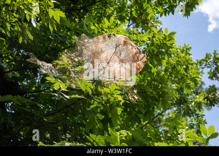 Nest im Herbst webworms in einem Baum gesponnen, mit Gurtband, Blätter, und Raupen Stockfoto