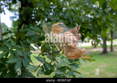 Nest im Herbst webworms in einem Baum gesponnen, mit Gurtband, Blätter, und Raupen Stockfoto