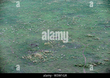 Blick auf die Serengeti Park von einem Heißluftballon Antenne Fahrt einschließlich Migration der Gnus Schuß im Juni, 2019 Stockfoto