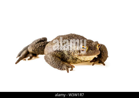 Erdkröte Bufo bufo auf weißem Hintergrund Stockfoto