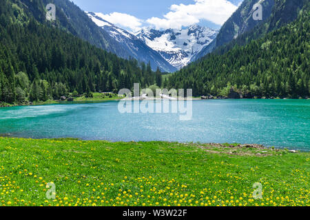 Amazing alpine Landschaft mit grünen Wiesen Blumen und die schneebedeckten Berge im Hintergrund. Österreich, Tirol Stockfoto