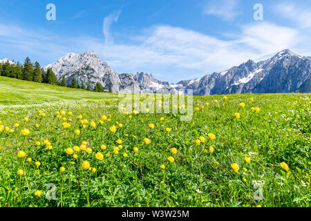 Sommer Alpen Landschaft mit blühenden Wiesen und Berge im Hintergrund. Foto werden in der Nähe von Walderalm, Österreich, Gnadenwald, Tirol Stockfoto