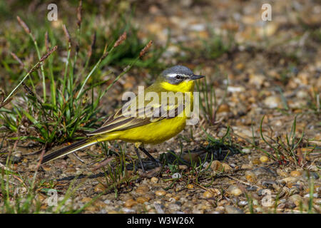 Western Schafstelze, Schafstelze (Motacilla flava) Männchen Stockfoto