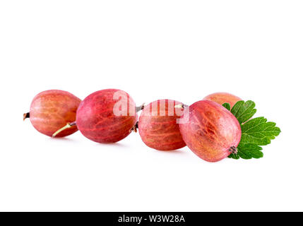 Stachelbeeren in einer Reihe isoliert auf weißem Stockfoto