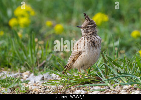 Crested Lark, Haubenlerche (Galerida cristata) Stockfoto