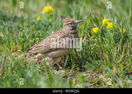 Crested Lark, Haubenlerche (Galerida cristata) Stockfoto