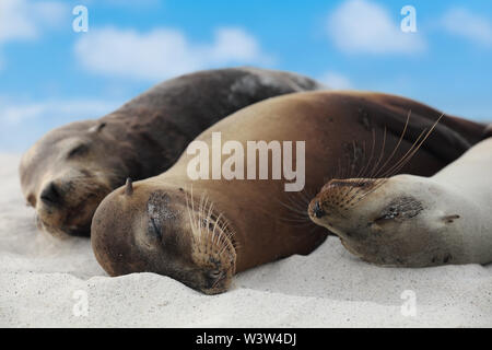 Tiere Seelöwen Familie im Sand am Strand Galapagos gelegen Inseln - hübsch bezaubernd Stockfoto