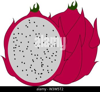 Rote Pitahaya, Illustration, Vektor auf weißem Hintergrund. Stock Vektor