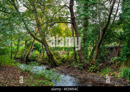 Ansicht der Porter Bach wie es läuft durch Bingham Park in Sheffield, in der Nähe des Hirten und der Zuteilungen Stockfoto