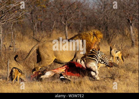 Großer männlicher Löwe (Panthera leo), der einen Zebrakill schleppt, Etosha National Park, Namibia Stockfoto