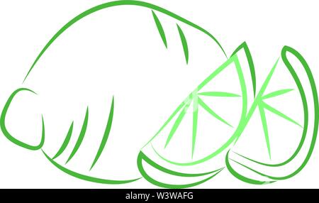 Green lime Zeichnung, Illustration, Vektor auf weißem Hintergrund. Stock Vektor